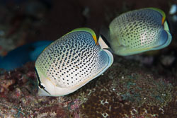 Butterflyfishes Butterflyfishes